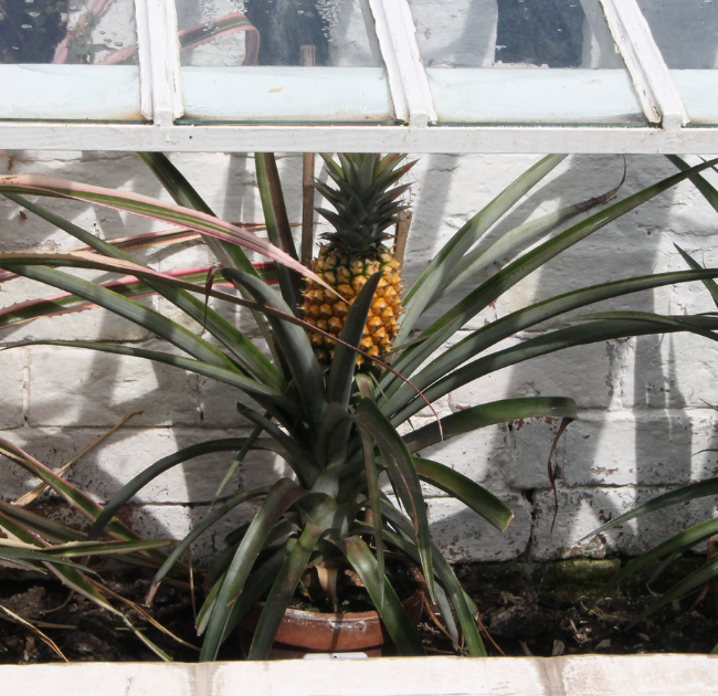 pineapple grown in a greenhouse