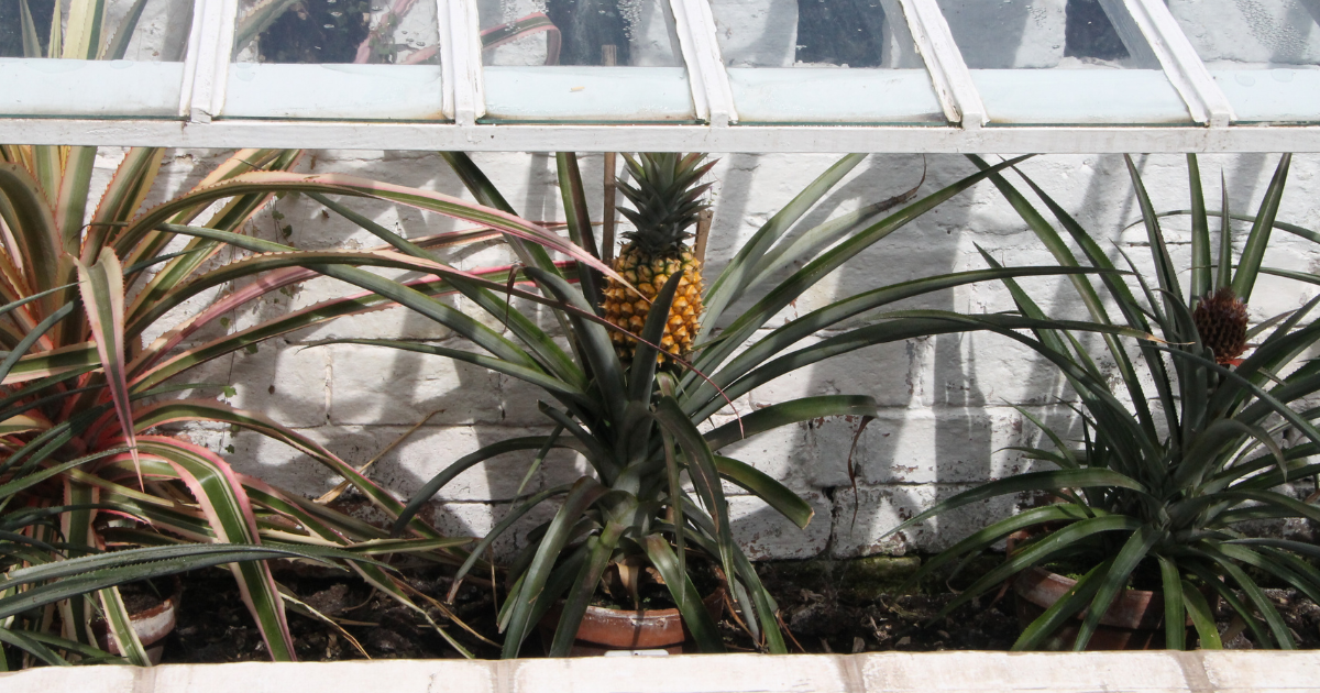 pineapple grown in a greenhouse
