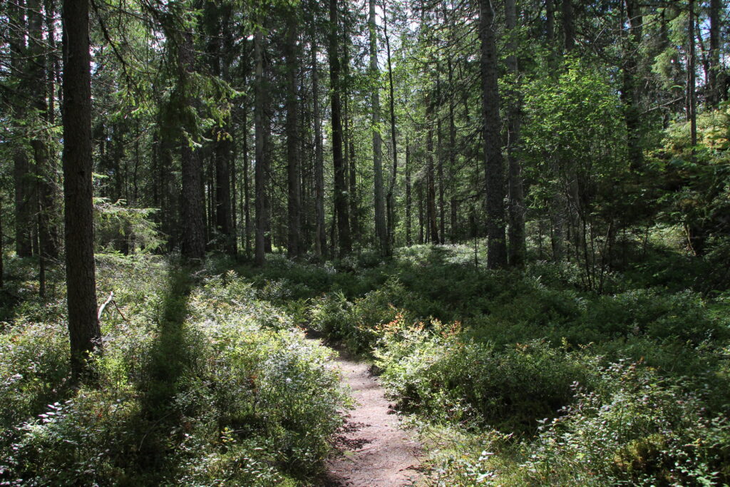 forest path through blueberries in sweden