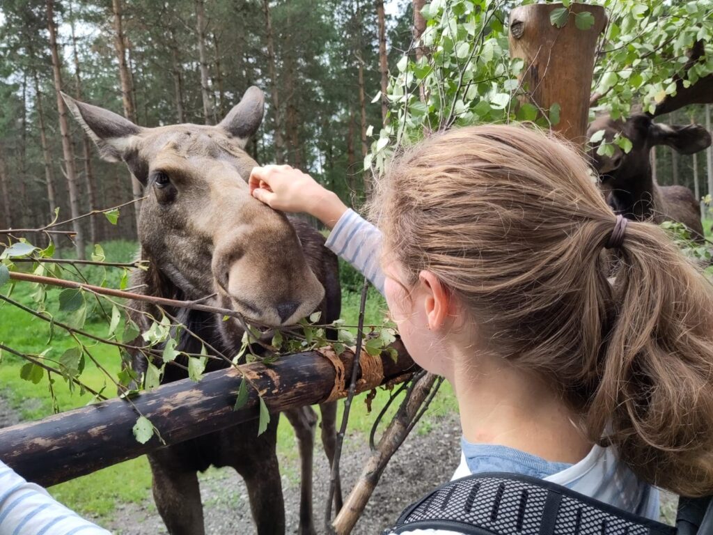 moose-grooming