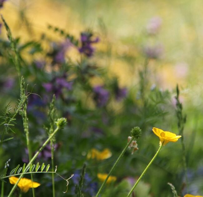 seasonal living with wildflowers